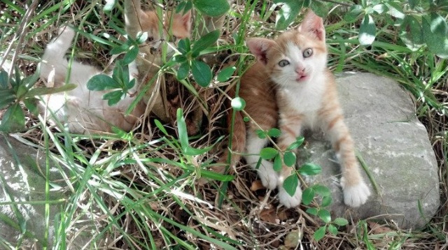 爱游戏体育app下载-奥运跆拳道中国小将一战成名,中国奥运会跆拳道运动员