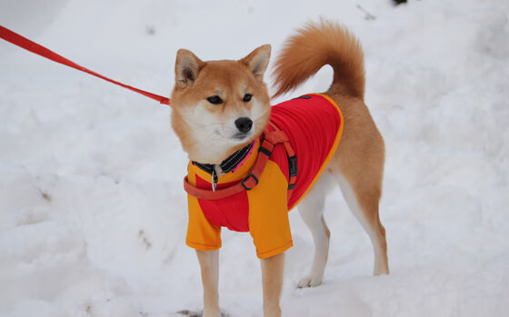 ayx-篮球专项体能训练课程体系设计与实践研究,篮球专项体能的五个方面