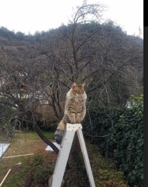 爱游戏首页入口-高校运动训练科学化管理平台开发,高校运动训练科学化管理平台开发与应用