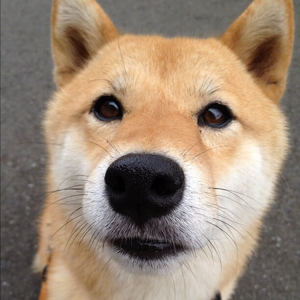 爱游戏APP-上海男篮新援表现抢眼成为黑马球队关键一环，上海男篮新人